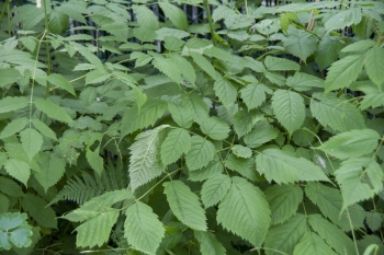 Aruncus dioicus - Wald-Geibart (BIO)