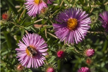 Aster novae-angliae Rudelsburg - Raublatt-Aster (BIO)