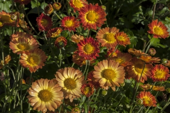 Chrysanthemum Indicum-Hybr. Dernier Soleil - Herbst-Chrysantheme (BIO)