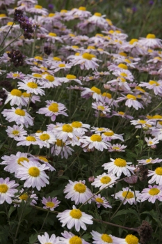 Chrysanthemum Indicum-Hybr. Hebe - Herbst-Chrysantheme (BIO)