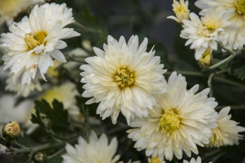 Chrysanthemum Indicum-Hybr. Kleiner Eisbr - Herbst-Chrysantheme (BIO)