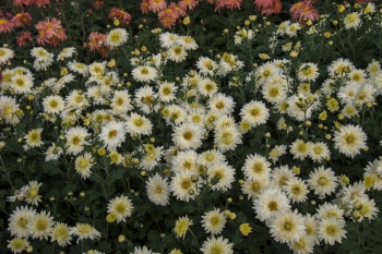 Chrysanthemum Indicum-Hybr. Kleiner Eisbr - Herbst-Chrysantheme (BIO)