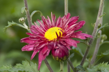 Chrysanthemum Indicum-Hybr. Oury - Herbst-Chrysantheme (BIO)