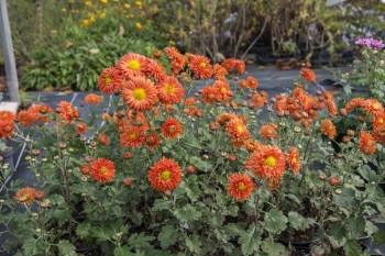 Chrysanthemum Indicum-Hybr. Paul Boissier - Herbst-Chrysantheme (BIO)