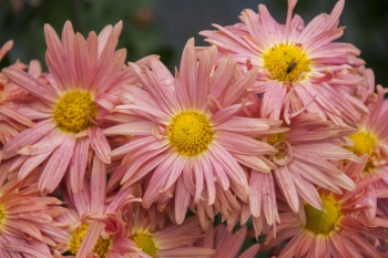 Chrysanthemum Indicum-Hybr. Zimtstern - Herbst-Chrysantheme (BIO)