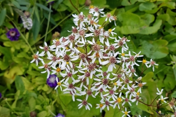 Aster macrophyllus Albus - Herzblatt-Aster (BIO)