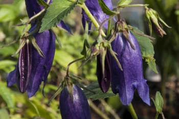 Campanula x punctata Sarastro - Grobltige Glockenblume (BIO)