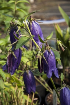 Campanula x punctata Sarastro - Grobltige Glockenblume (BIO)