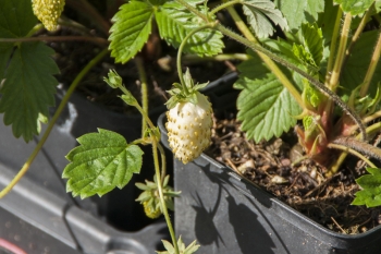 Fragaria vesca var. semperflorens Alpine Yellow - Weie Monatserdbeere