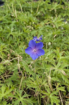 Geranium himalayense x pratense Spinners - Storchschnabel (BIO)