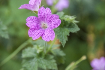 Geranium x oxonianum Lady Moore - Oxford-Storchschnabel (BIO)