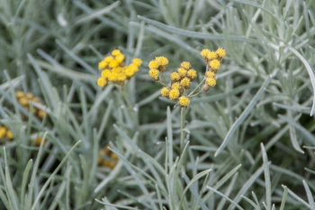 Helichrysaum Italicum - Currykraut (BIO)