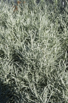 Helichrysaum Italicum - Currykraut (BIO)