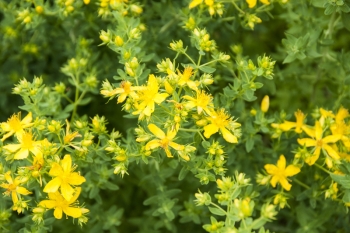Hypericum perforatum - Echtes Johanniskraut (BIO)