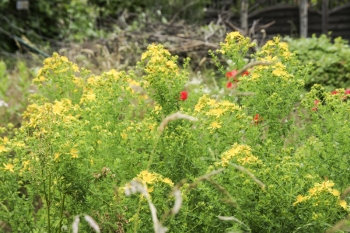 Hypericum perforatum - Echtes Johanniskraut (BIO)