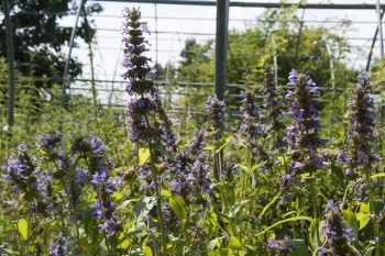 Nepeta kubanica - Kaukasische Katzenminze (BIO)