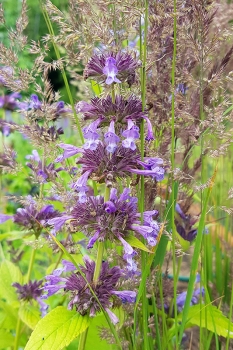 Nepeta manchurensis Manchu Blue - Chinesische Katzenminze (BIO)