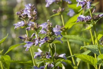 Nepeta sibirica - Sibirische Katzenminze (BIO)