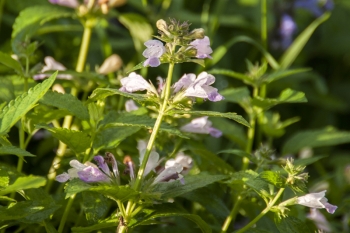 Nepeta subsessilis Sweet Dreams - Sitzende Katzenminze (BIO)