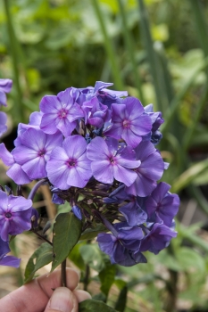Phlox paniculata Blue Paradise - Sommer-Phlox (BIO)