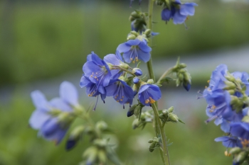 Polemonium caeruleum - Jakobsleiter (BIO)