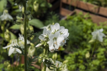 Polemonium caeruleum Alba - Weie-Jakobsleiter (BIO)