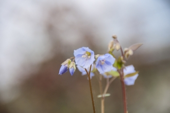 Polemonium reptans - Niedrige Jakobsleiter (BIO)