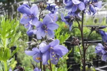 Polemonium yezoense Purple Rain - Purpur-Jakobsleiter (BIO)