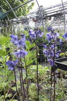 Polemonium yezoense Purple Rain - Purpur-Jakobsleiter (BIO)