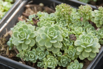 Rhodiola primuloides var. pachyclados (=Sedum pachyclados) - Polster-Rosenwurz (BIO)