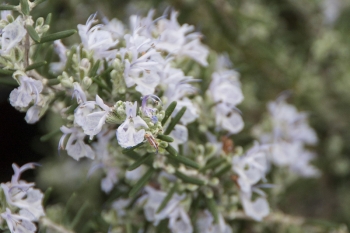 Rosmarinus officinalis Mutters Bester - Rosmarin (BIO)