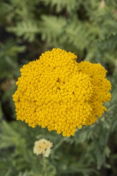 Achillea filipendulina Parker - Groe Gold-Schafgarbe (BIO)