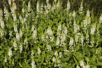 Salvia nemorosa Adrian - Steppen-Salbei (BIO)