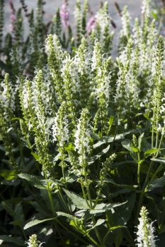 Salvia nemorosa Adrian - Steppen-Salbei (BIO)