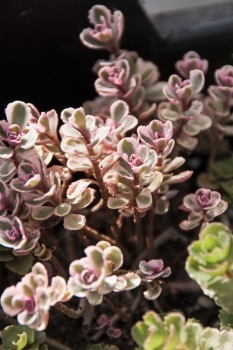 Sedum spurium Tricolor - Kaukasus-Fetthenne (BIO)