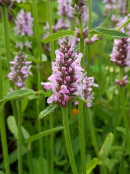 Stachys officinalis Pinky - Rosa Heil-Ziest (BIO)