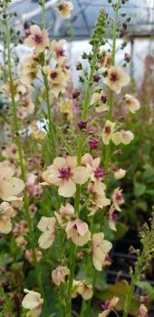 Verbascum Hybride Southern Charm - Pastell-Knigskerze (BIO)