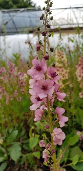 Verbascum Hybride Southern Charm - Pastell-Knigskerze (BIO)