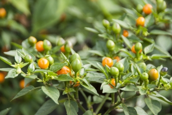 Chili Aji Charapita - Pflanze (BIO), Schrfegrad 9