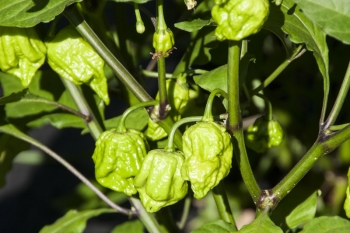 Chili Bhut Jolokia - Pflanze (BIO), Schrfegrad 10 +