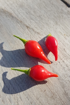Chili Biquinho Vermelho - Pflanze (BIO), Schrfegrad 0