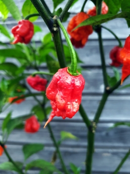 Chili Carolina Reaper - Pflanze (BIO), Schrfegrad 10 +++