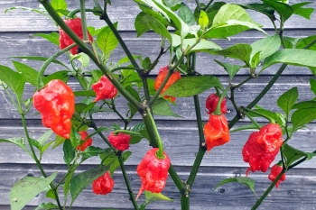 Chili Carolina Reaper - Pflanze (BIO), Schrfegrad 10 +++