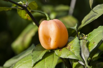 Chili CGN 21500 - Pflanze (BIO), Schrfegrad 10