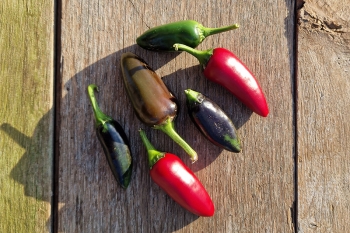 Chili Czech Black - Pflanze (BIO), Schrfegrad 2-3