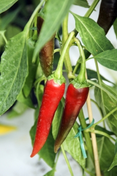 Chili De Cayenne - Pflanze (BIO), Sch�rfegrad 8
