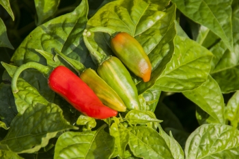 Chili Fish Pepper - Pflanze (Bio), Schrfegrad 4