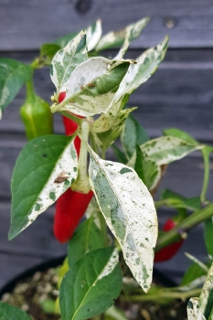 Chili Fish Pepper - Pflanze (Bio), Sch�rfegrad 4