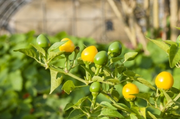 Chili Gelbe Kirschen - Pflanze (BIO), Schrfegrad 6