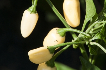 Chili Habanero Cristina - Pflanze (BIO), Schrfegrad 10